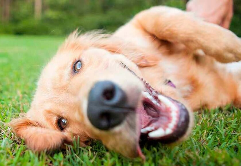 Hotel para cachorro no Condomínio Gran Solar em Santana de Parnaíba - SP