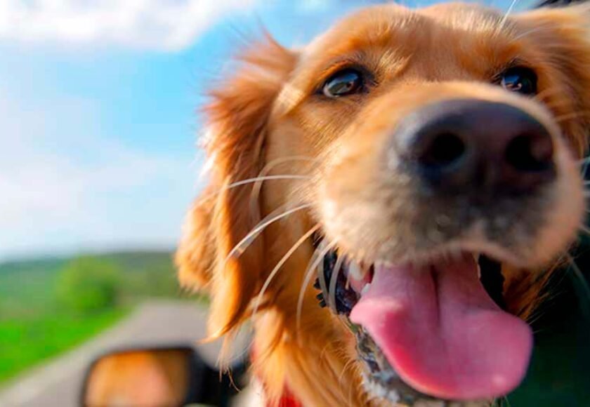 Hotel para cachorro no Condomínio Morada da Aldeia em Santana de Parnaíba - SP