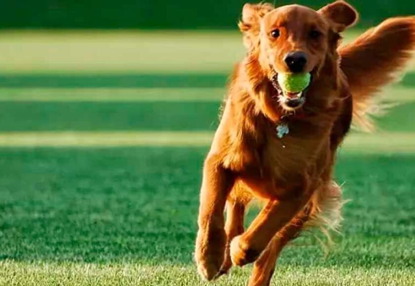 Hotel para cachorro no Condomínio Portal das Acácias em Santana de Parnaíba - SP