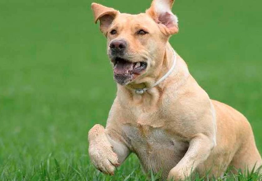 Hotel para cachorro no Condomínio Resort em Tamboré - SP