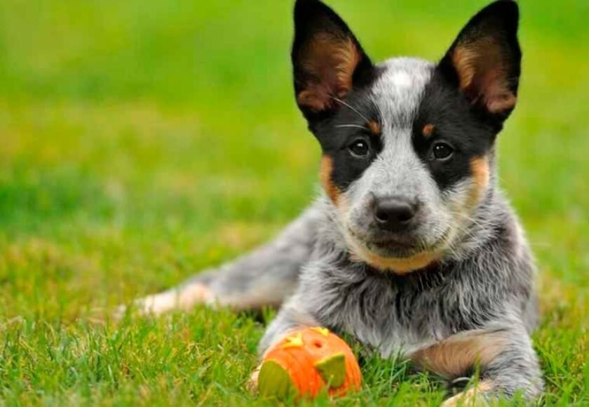 Hotel para cachorro no Residencial Alphaville em Barueri - SP