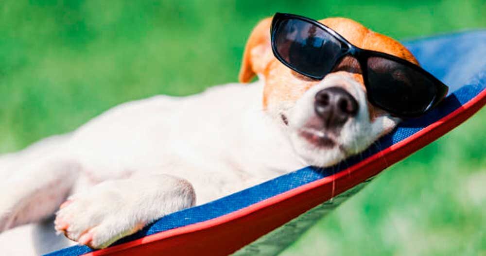 Blog- Hotel para cachorro em São Paulo 9 quanto custa hotel para cachorro em sp